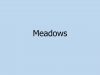 meadows-